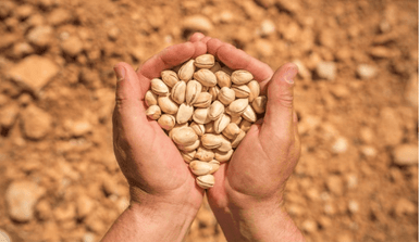 Organic Pistachios Raw In shell Bulk size 25 lbs/11.33 kgs